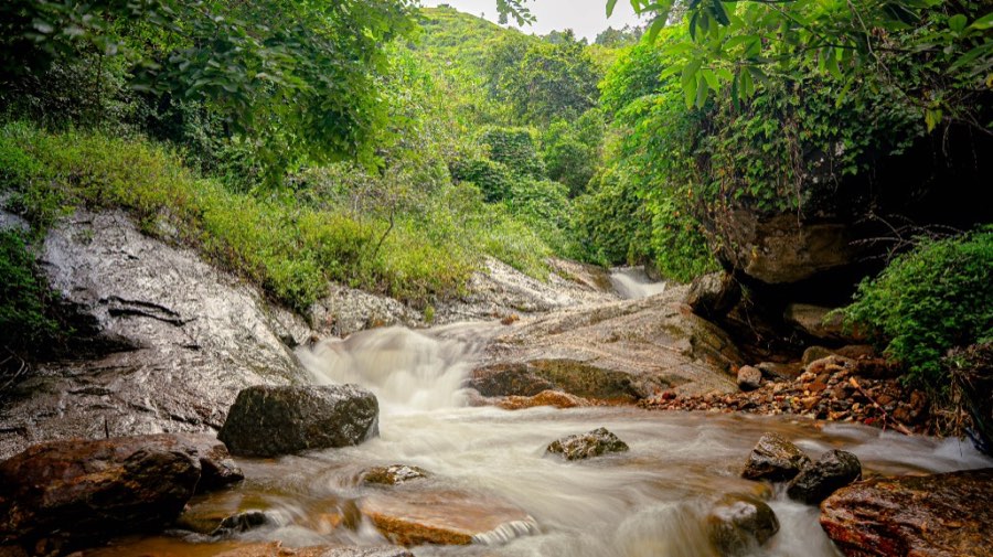 Forest stream representing Tanzania's water sources
